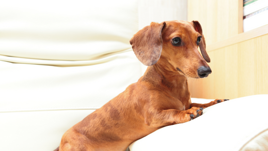 14歲老犬-口腔犬齒廔管破洞第三次縫合