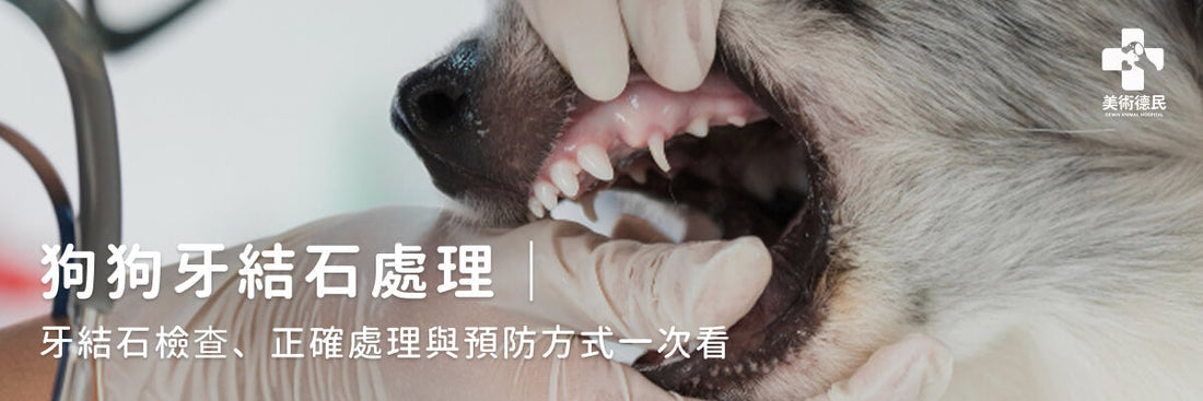 狗狗牙結石處理|牙結石檢查、正確處理與預防方式一次看