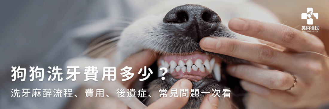 狗狗洗牙費用多少?洗牙麻醉流程、費用、後遺症、常見問題一次看
