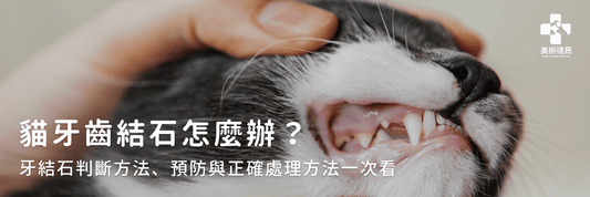 貓牙齒結石怎麼辦?牙結石判斷方法、預防與正確處理方法一次看