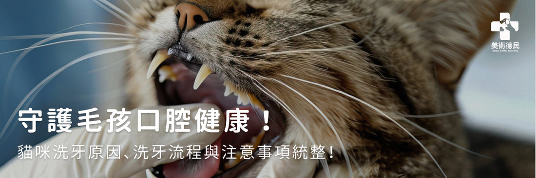 貓咪洗牙原因、洗牙流程與注意事項統整,助您守護毛孩口腔健康!