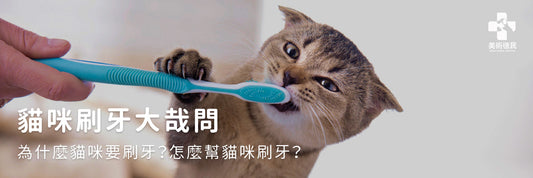 貓咪刷牙大哉問|為什麼貓咪要刷牙?怎麼幫貓咪刷牙?