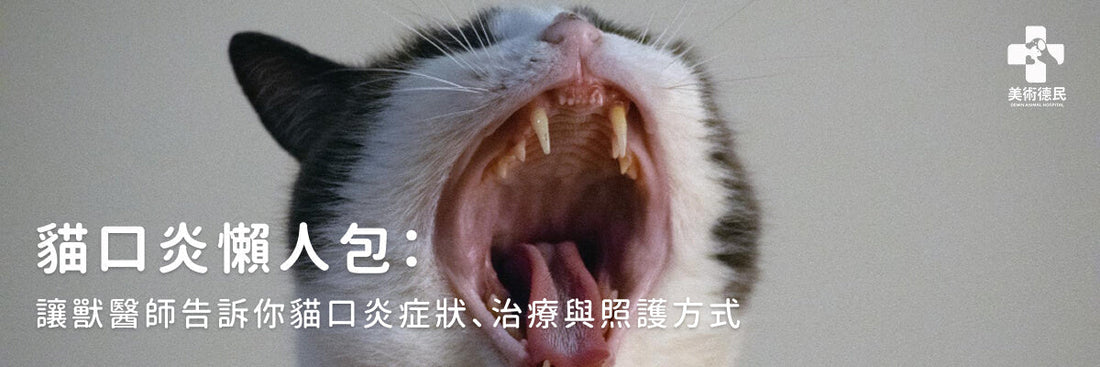貓口炎懶人包：讓獸醫師告訴您貓口炎症狀、治療與照護方式