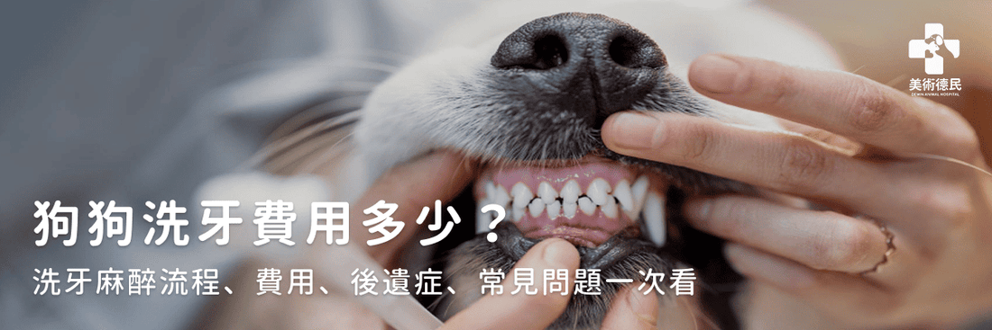 狗狗洗牙費用多少？洗牙麻醉流程、費用、後遺症、常見問題一次看
