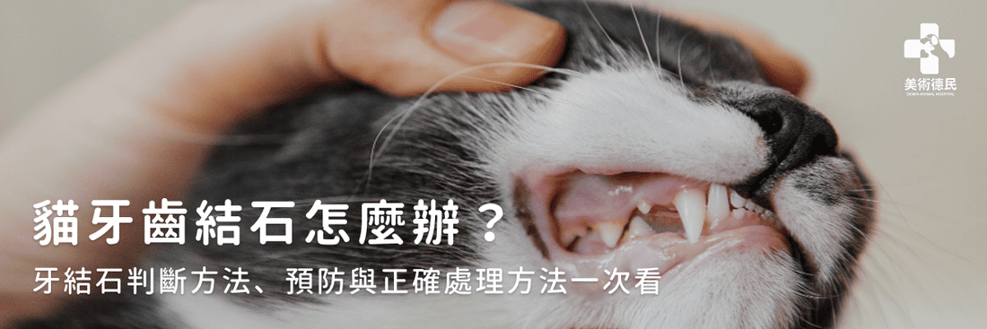 貓牙齒結石怎麼辦？牙結石判斷方法、預防與正確處理方法一次看