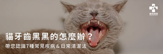 貓牙齒黑黑的怎麼辦？帶您認識7種常見疾病＆日常清潔法