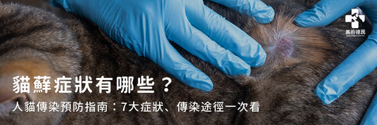 貓蘚症狀有哪些？人貓傳染預防指南：7大症狀、傳染途徑一次看