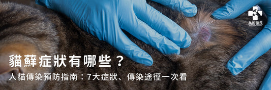 貓蘚症狀有哪些？人貓傳染預防指南：7大症狀、傳染途徑一次看